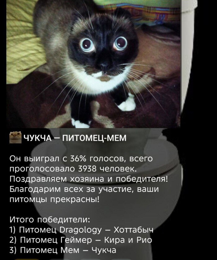 Кот после смерти порадовал