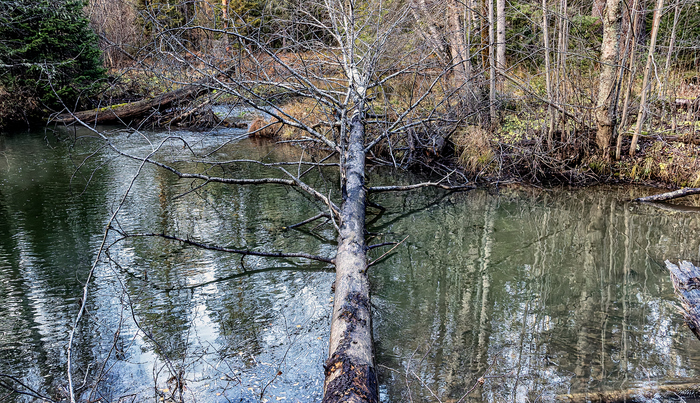 Лесная фоточка