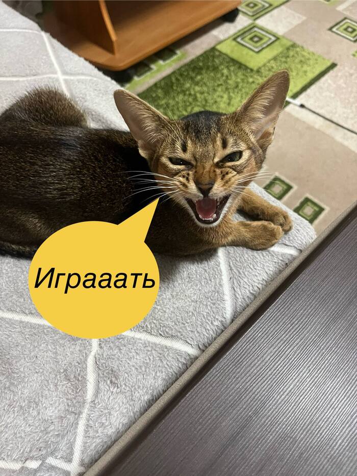 3 года живу с абиссинкой, которая мяукает чаще, чем молчит. 5 открытий о самой говорливой породе кошек