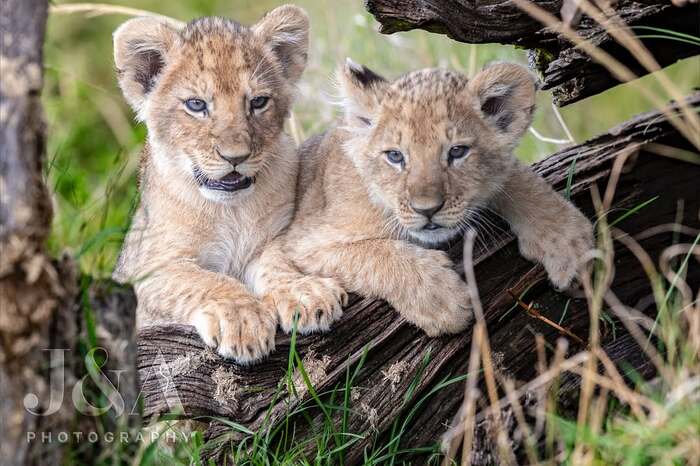 Ждут маминого возвращения с охоты