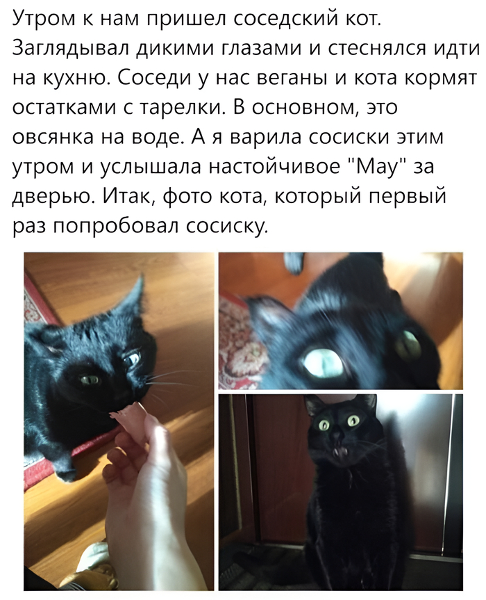 фото кота, который первый раз попробовал сосиску