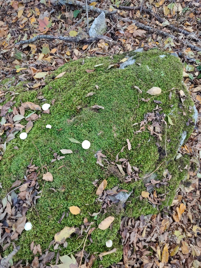 Прямо на камне на растут гриьы срели мха. Ии выдавал явно неверные мнения, но как один из вариантов предположил Маразмиеллус ярко-белый (Marasmiellus candidus).