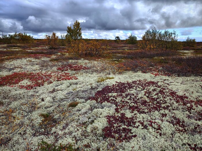 Белый ковёр лесотундры