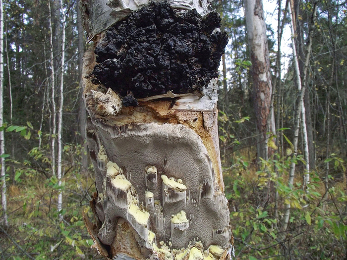 Стерильная (склероций, чага) вверху и спороносная (внизу) стадии трутовика скошенного. Фото С. Большакова с сайта <!--noindex--><a href="https://pikabu.ru/story/gribyi_chaga_13320420?u=http%3A%2F%2Fmycology.su&t=mycology.su&h=f42f7efd71b3724af0b292cbc21725f71ea72cfd" title="http://mycology.su" target="_blank" rel="nofollow noopener">mycology.su</a><!--/noindex-->.