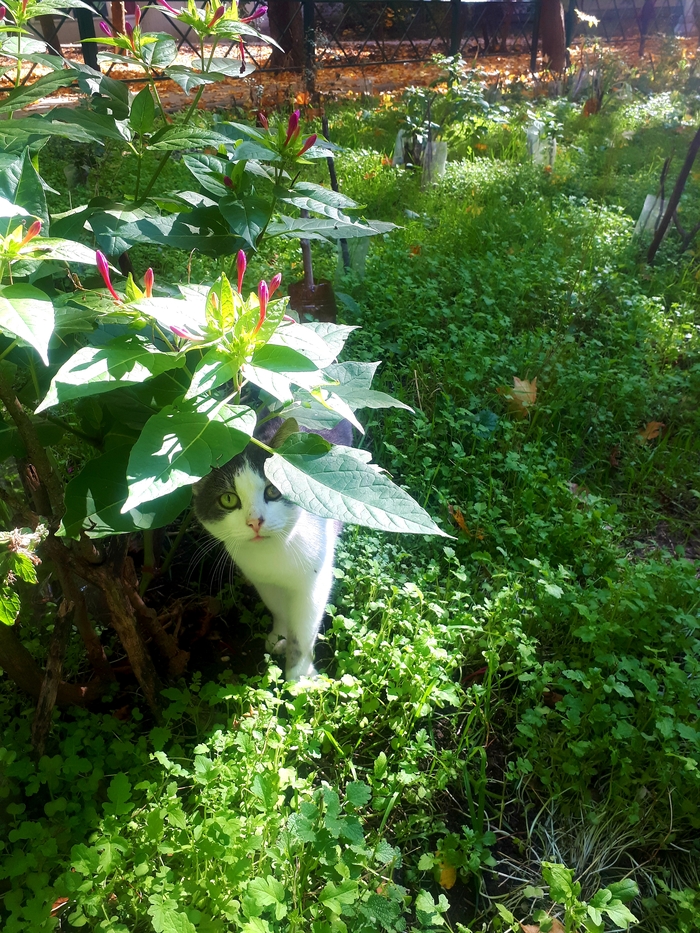 ˸.       .   .   .  . . .  ))