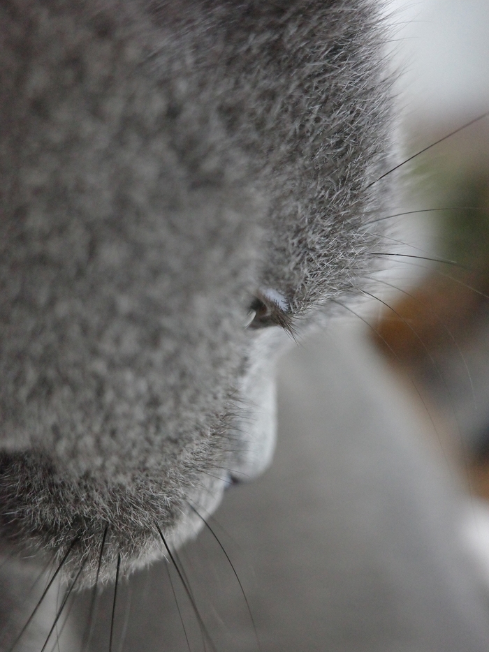 Кот дня