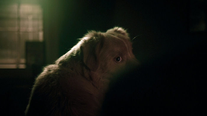 Кадр фильма "Глазами пса"