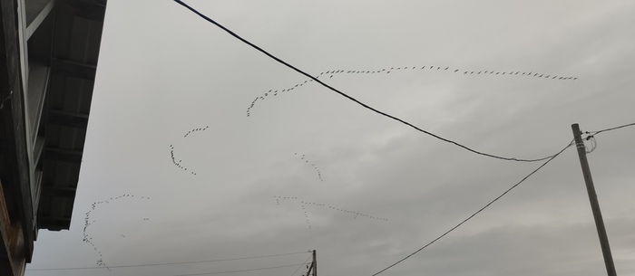 Зима приближается. Гуси полетели на юг