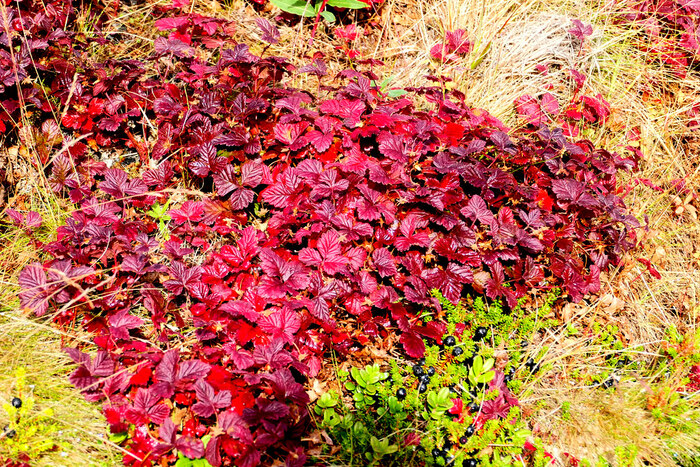 Листья княженики осенью. Фото Raino Lampinen.