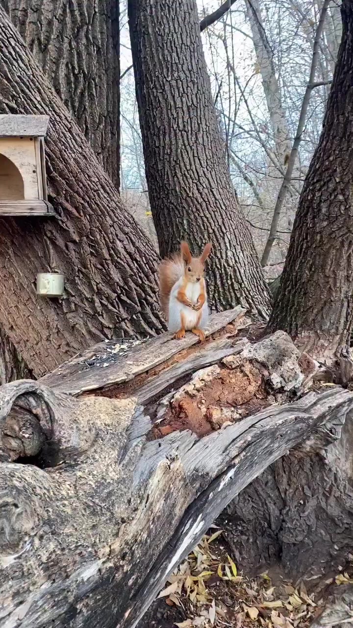 Алекс Техас