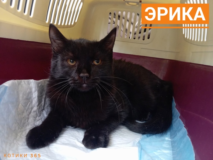 Эрика 24.10.2025