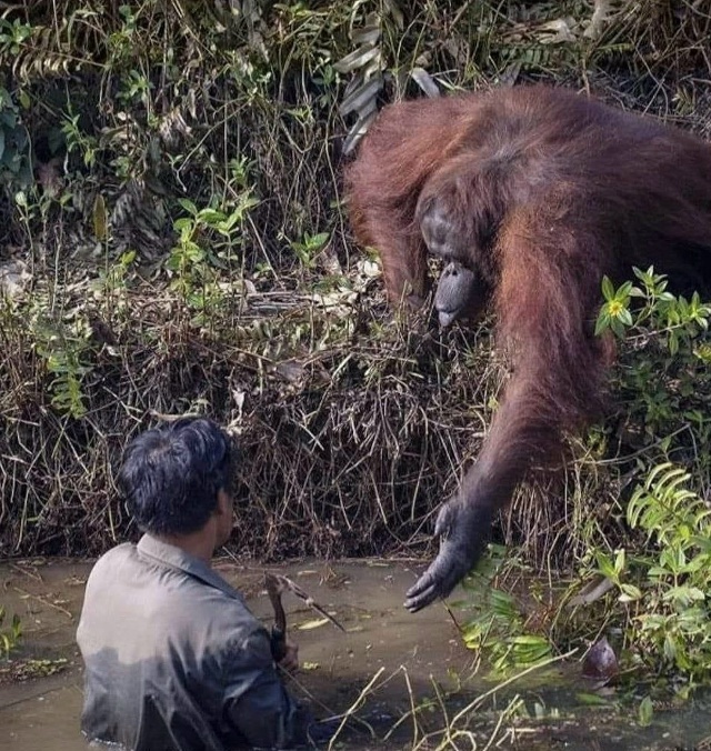 Человечность