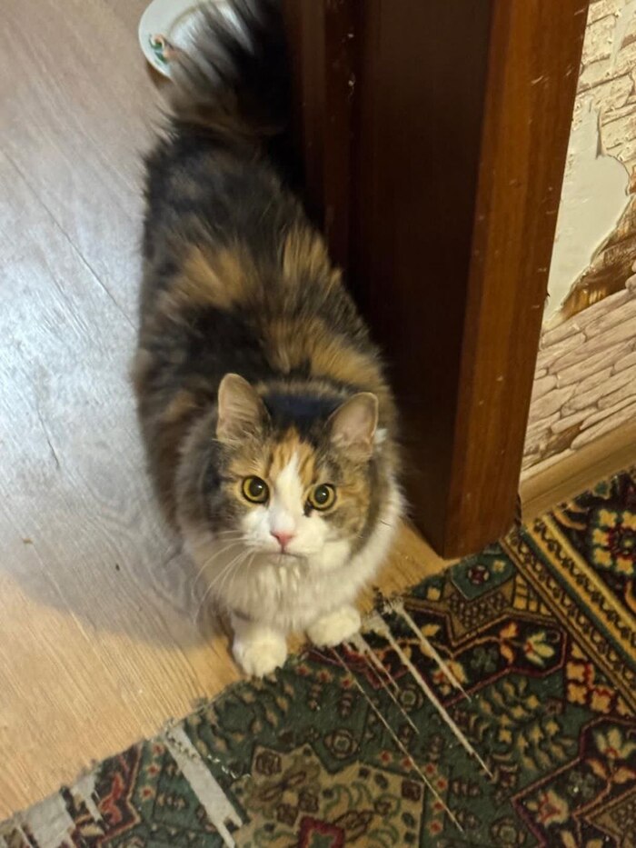 Кошка ищет дом