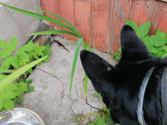 Из старого, дачного