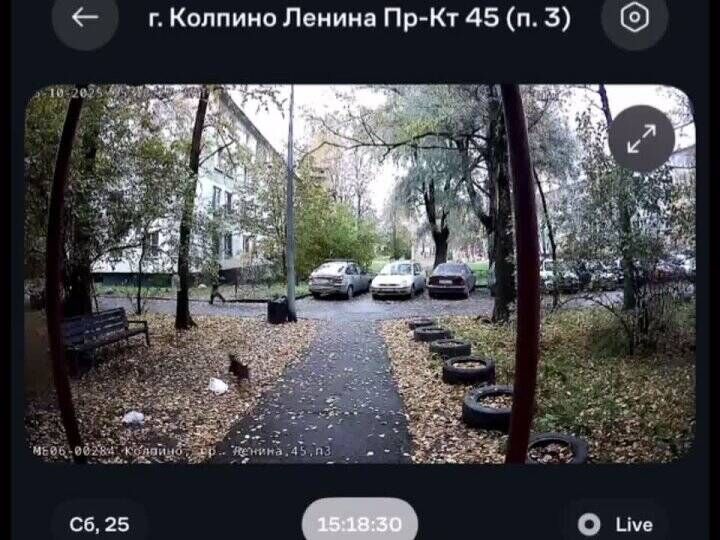 A guy got punched in the face by a crazy guy with a dog. - Dog, Marginals, Inadequate, Video, Video VK, Short videos, VKontakte (link), Negative
