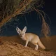 Аватар пользователя PiligrimFox