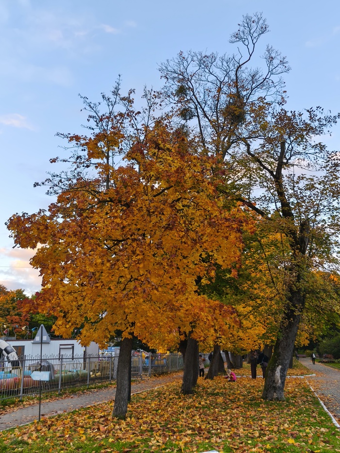 Центральный парк