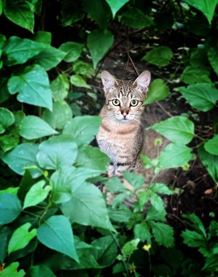 У котика Фили больше нет дома!