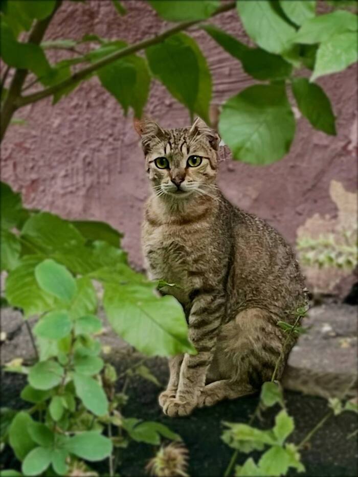 У котика Фили больше нет дома!