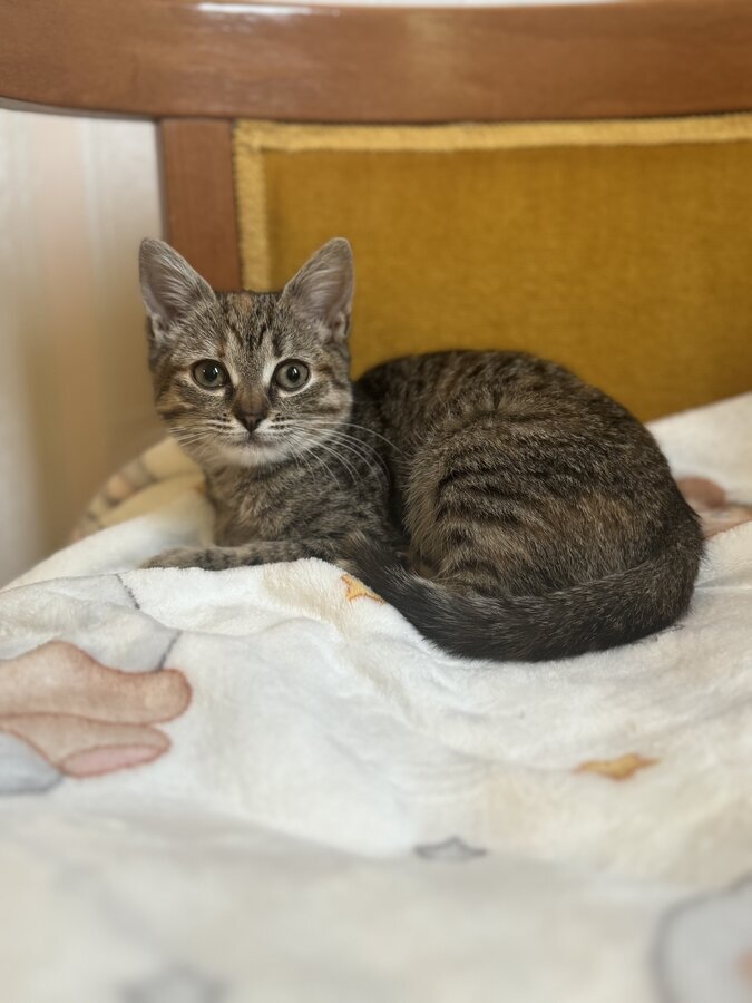 Любопытная и нежная Тоси ищет дом (2 мес) Москва, м. Новые Черёмушки