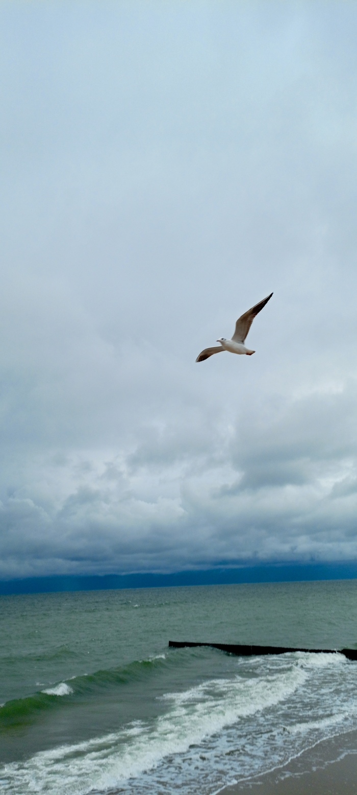 Одинокая птица ты летаешь высоко...