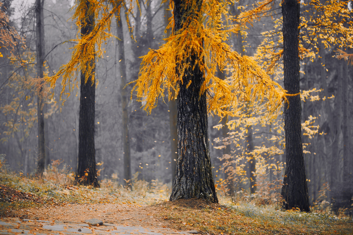 Последние краски осени