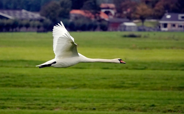 Однажды мне удалось запечатлеть в потеле эту великолепную птицу.