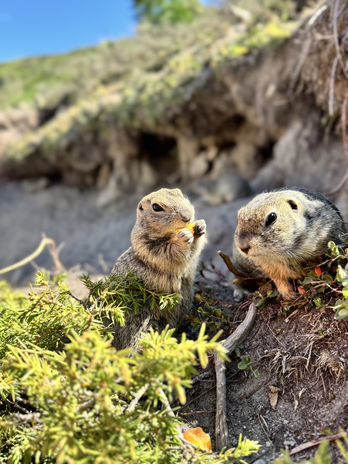 Суслики на Джилы-Су