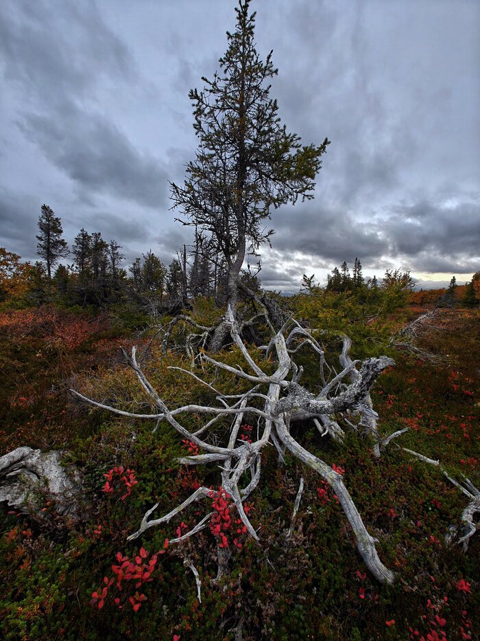 "Кости" умерших деревьев