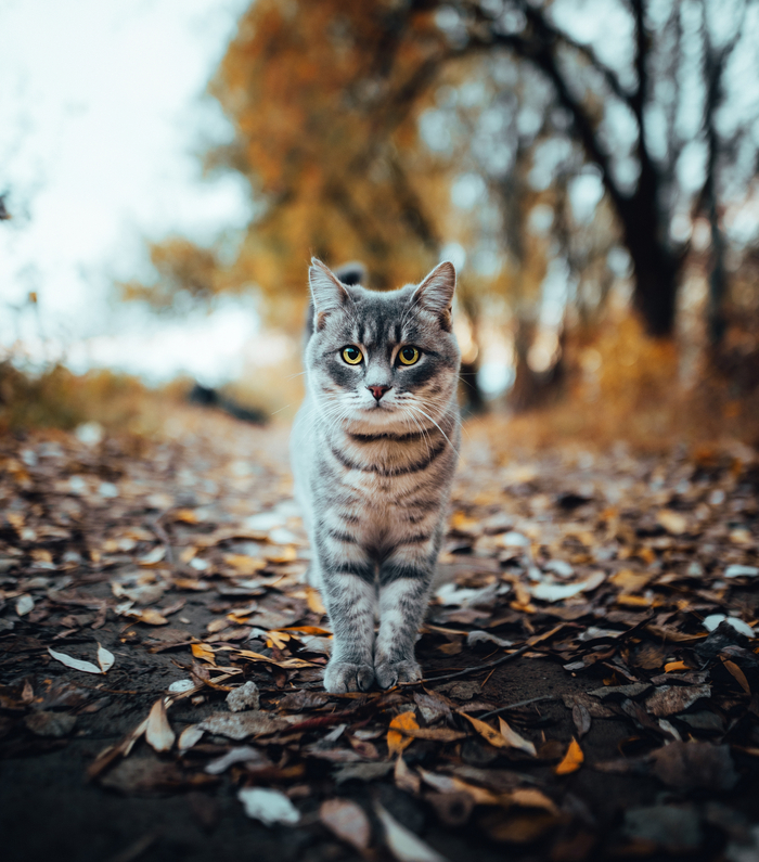 Хозяин осенней тропы