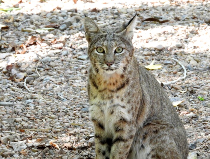 Царь природы