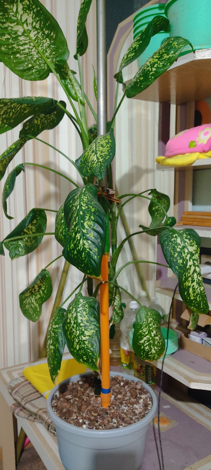 Внимание ЯД!