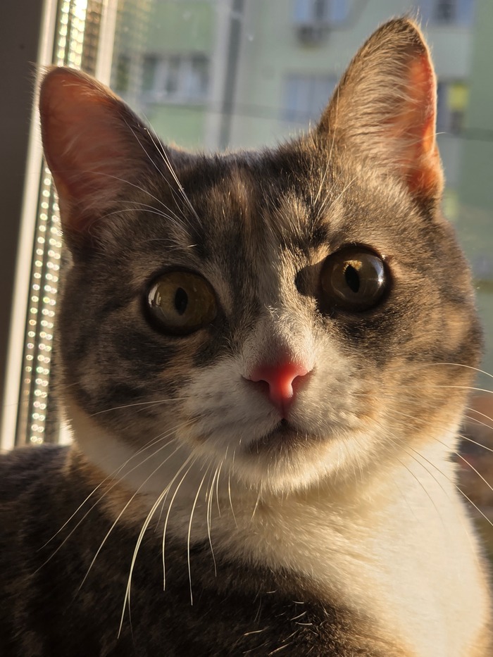 Если все любят лапки, то розовый носик, думаю, тоже любят