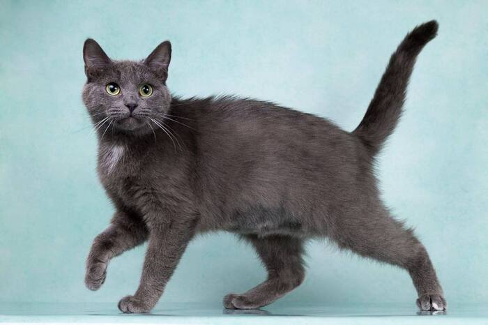 Поиск дома для прекрасной Теосинте!