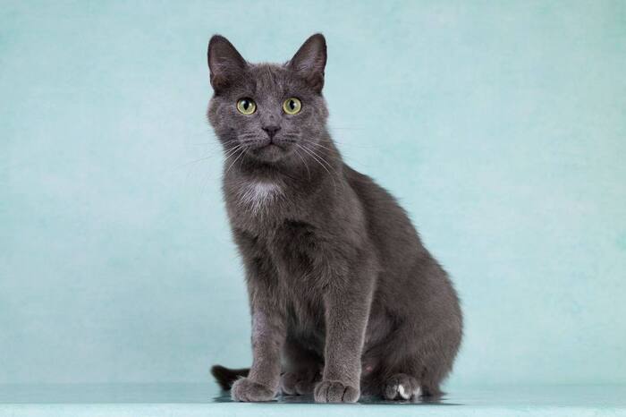 Поиск дома для прекрасной Теосинте!