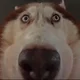 ������ ������������ Macklaren