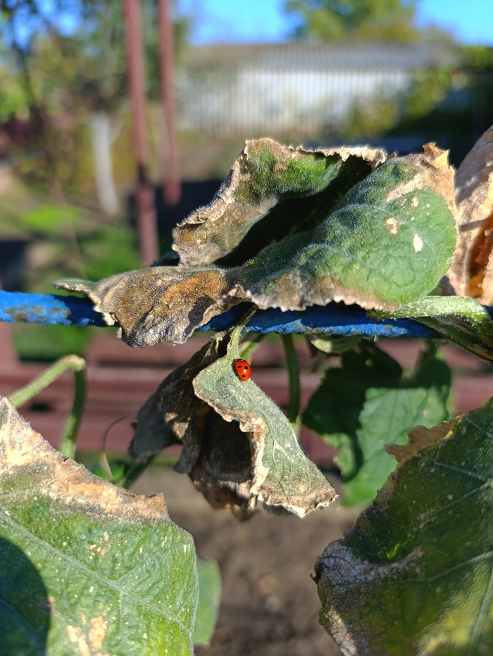 Солнечный день