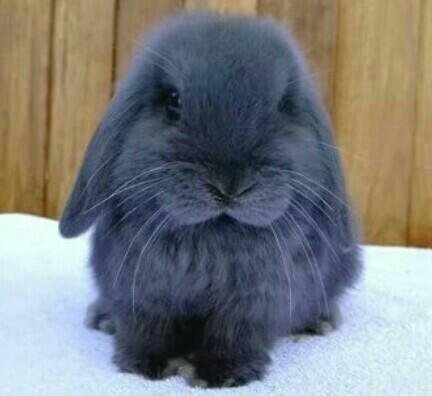 Голубые кролики