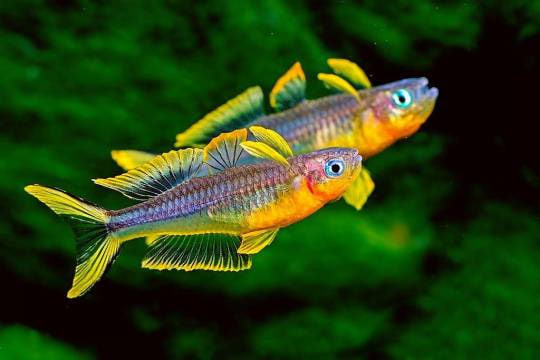 Попандетта Фурката - маленькая рыбка с большими глазами и ушками плавниками, подходит для нано аквариумов, обитает в Новой Гвинее. Стайная.