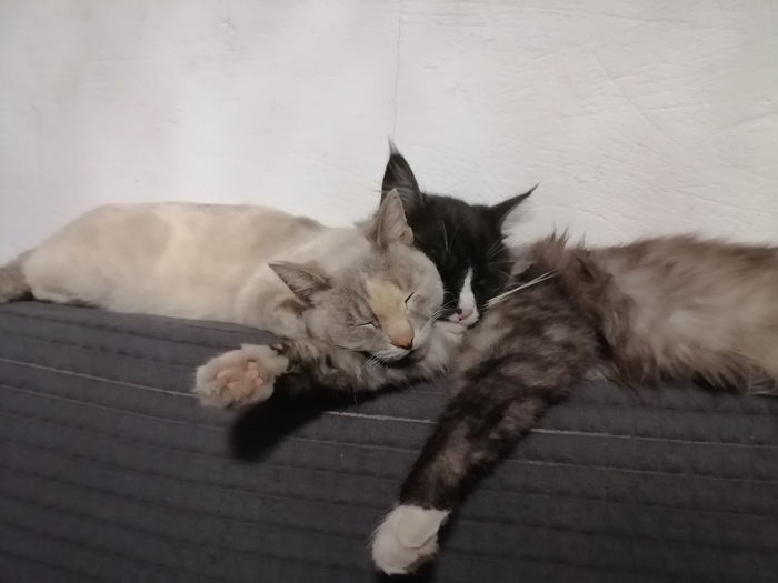 Ответ на пост «Все котов постят вот и я запощщу»