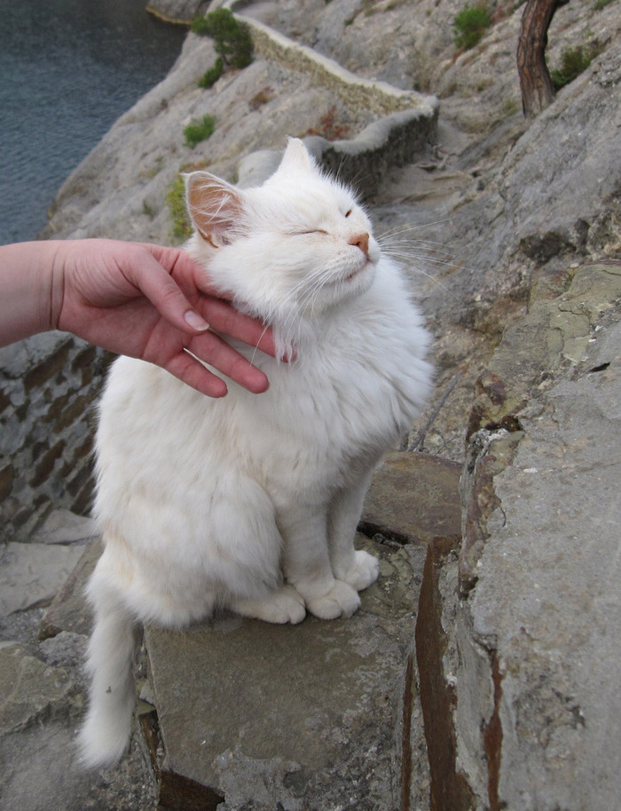 Котики не мои, мои фотки, были сделаны в одну из поездок по ЮБК. Коты удивительно общительные.