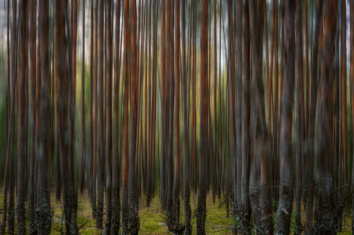 Nikon Z6ii, NIKKOR Z 50mm f/1.8 S, f/4.5, 1/100, ISO 320