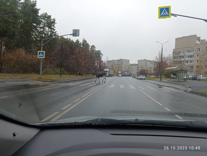 Даже лось знает ПДД!!