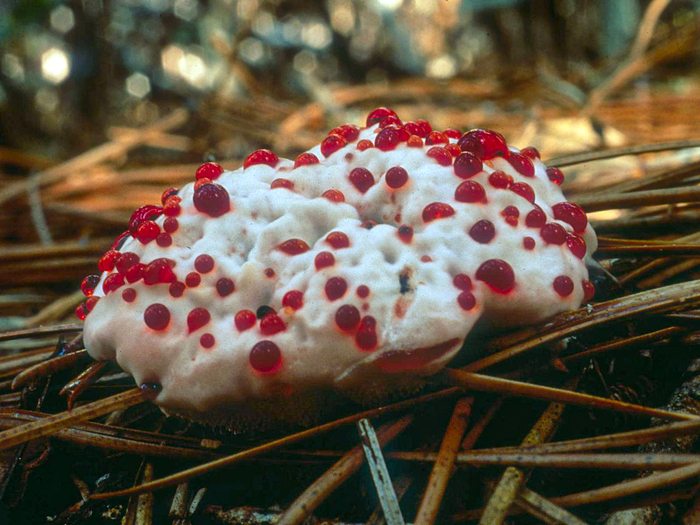    <!--noindex--><a href="https://pikabu.ru/story/gribyi_ezhovik_krovotochashchiy_13349354?u=http%3A%2F%2Fwikigrib.ru&t=wikigrib.ru&h=c36cf9cf4f3ad2800f39e31398909d49e629e14b" title="http://wikigrib.ru" target="_blank" rel="nofollow noopener">wikigrib.ru</a><!--/noindex-->.