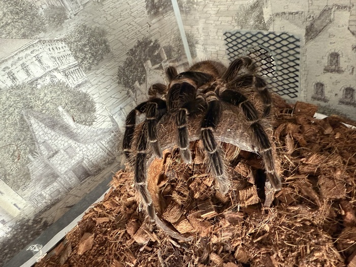 королева и повелительница кокоса парахибана