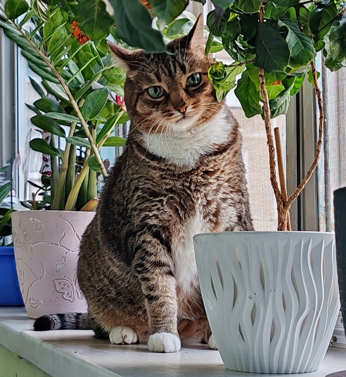 Ответ на пост «Красс»