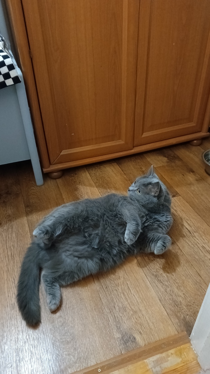 Ответ на пост «Все котов постят вот и я запощщу»