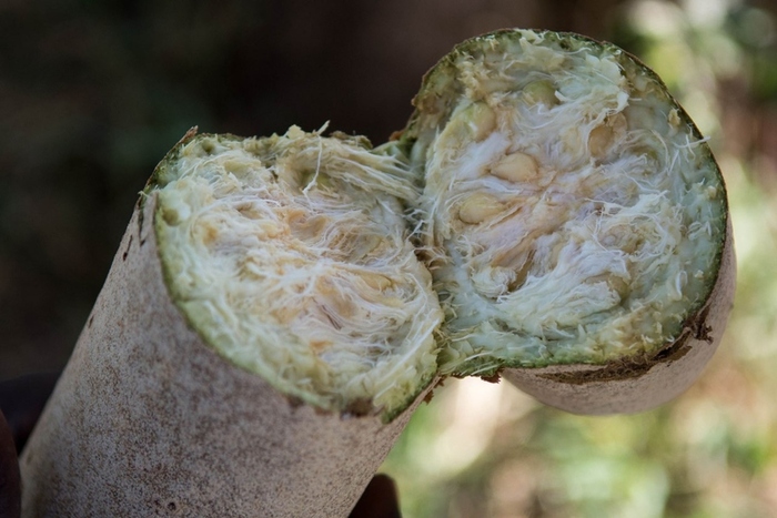 Плод кигелии в разрезе. Фото с сайта <!--noindex--><a href="https://pikabu.ru/story/kolbasnoe_derevo_13366106?u=http%3A%2F%2Fsemenagavrish.ru&t=semenagavrish.ru&h=6c568b71bc432ced2b8eda006565987c3ab91d0e" title="http://semenagavrish.ru" target="_blank" rel="nofollow noopener">semenagavrish.ru</a><!--/noindex-->.