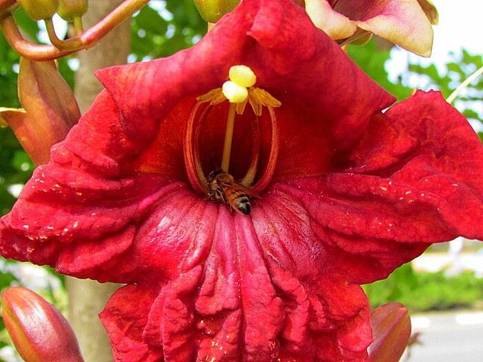 Цветок кигелии. Фото с сайта <!--noindex--><a href="https://pikabu.ru/story/kolbasnoe_derevo_13366106?u=http%3A%2F%2Fdzen.ru&t=dzen.ru&h=4df646f52a546fe378290929d40cca90ccf2902a" title="http://dzen.ru" target="_blank" rel="nofollow noopener">dzen.ru</a><!--/noindex-->.