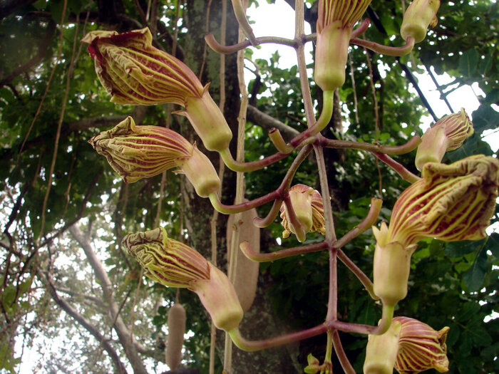 Бутоны колбасного дерева. Фото с сайта <!--noindex--><a href="https://pikabu.ru/story/kolbasnoe_derevo_13366106?u=http%3A%2F%2Fdzen.ru&t=dzen.ru&h=4df646f52a546fe378290929d40cca90ccf2902a" title="http://dzen.ru" target="_blank" rel="nofollow noopener">dzen.ru</a><!--/noindex-->.